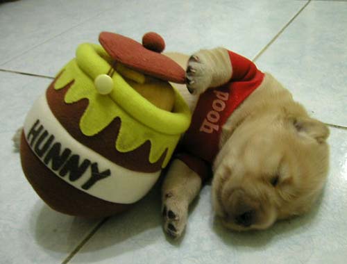 20051129011751-pooh.jpg