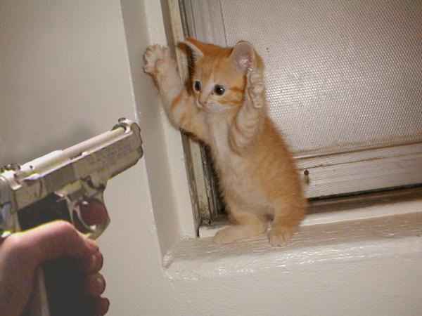20051129013521-cat.jpg