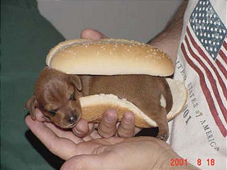 20051129015045-weinerdog.jpg