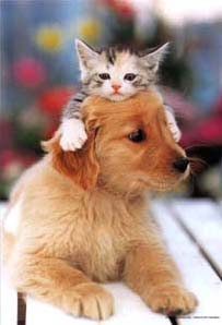 20051204032528-cat-20and-20dog.jpg