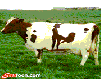 20060120015721-vaca-salida.gif