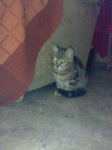 20061224195106-7.jpg